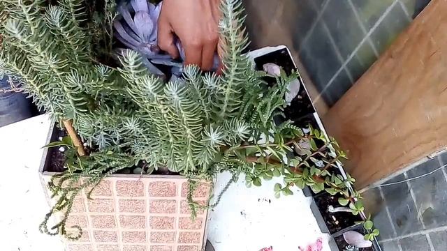 Graptopetalum superbum / cuidados + DECAPITACIÓN | Un día en el jardín смотреть онлайн