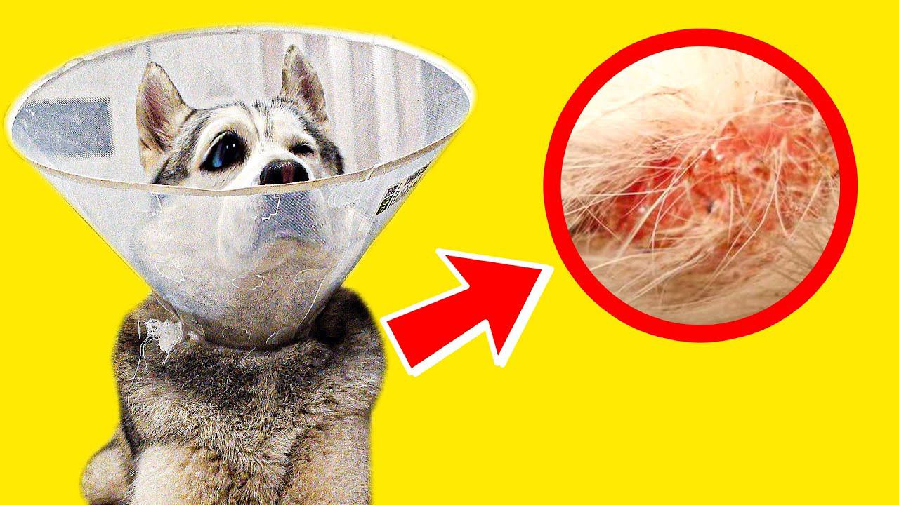 У МЕНЯ ЛИШАЙ!! ЧТО ДЕЛАТЬ?? (Хаски Бандит) Говорящая собака смотреть онлайн