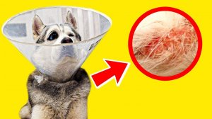 У МЕНЯ ЛИШАЙ!! ЧТО ДЕЛАТЬ?? (Хаски Бандит) Говорящая собака