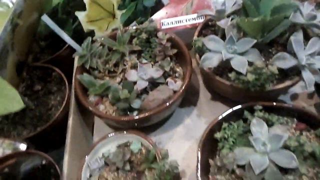Адениум, сортовые сеянцы для АЛМАТИНЦЕВ и области! смотреть онлайн