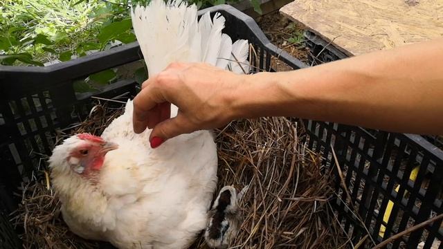Белая курочка выводит цыплят второй раз за лето смотреть онлайн