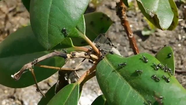 КАК ИЗБАВИТЬСЯ ОТ МУРАВЬЕВ ЗА 10 МИНУТ. Как бороться с муравьями весной? От муравьев в огороде смотреть онлайн