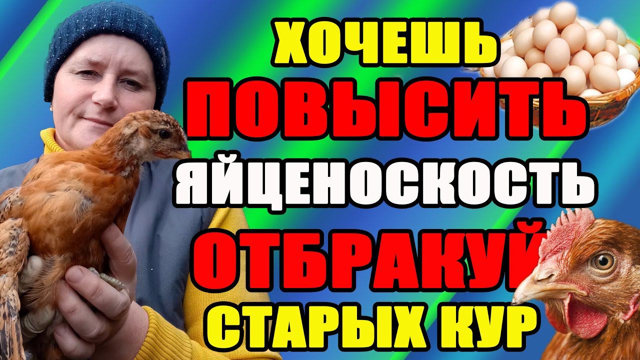 Чтобы ПОВЫСИТЬ яйценоскость - отбракуй старых кур. смотреть онлайн