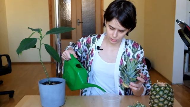 Как вырастить пальму из магазинного ананаса. смотреть онлайн