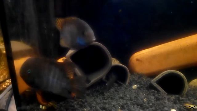 Цихлазома сэджика смотреть онлайн