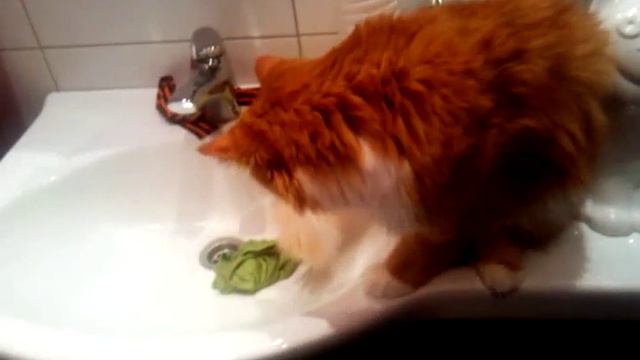 Beagle and cat смотреть онлайн