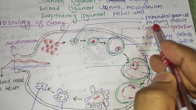 Class 12:-Structure of ovary смотреть онлайн