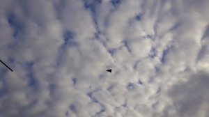 Голуби Владислава Бучеловского. Сизые.17.10.2021.