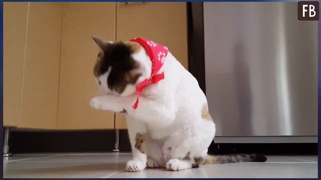 Уже 200 лет люди ищут двух кошек на этом изображении. Время для поиска-1 минута смотреть онлайн