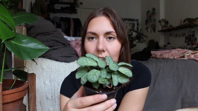 Pflanzen Update | Wie geht es meinen Pflanzen & Ablegern? смотреть онлайн