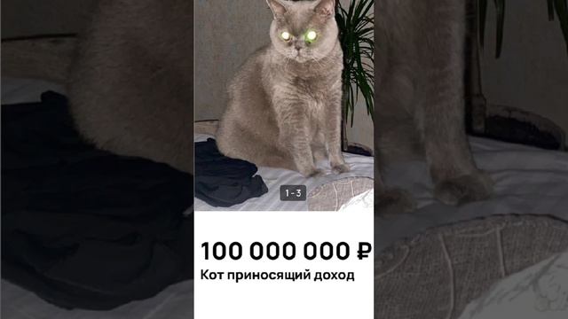 Странные объявления на авито #авито #объявления #кот #прикол смотреть онлайн