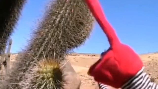ЭТО КАКТУС НА РУССКОМ 31 MINUTOS A VER CACTUS RUS смотреть онлайн