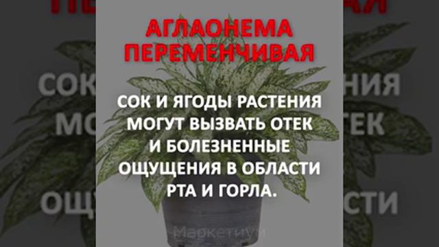Ядовитые растения в вашем доме смотреть онлайн
