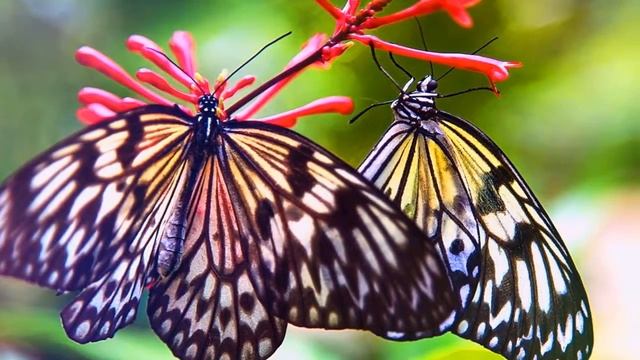 Самые красивые бабочки мира смотреть онлайн