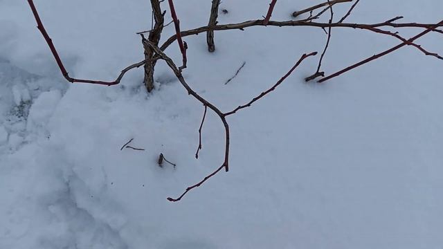 Обрезка голубики Дюк. Ч. 2 смотреть онлайн