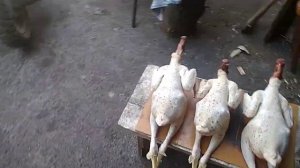 Ощип и потрошение молодых петушков. Пособие для новичков.