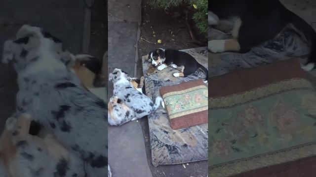 Щенки Вельш Корги Кардиган/ puppy welsh corgi cardigan смотреть онлайн
