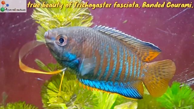 Banded gourami (Colisa Fasciata) jewel of nature Aquarium | Aqua adventure | смотреть онлайн