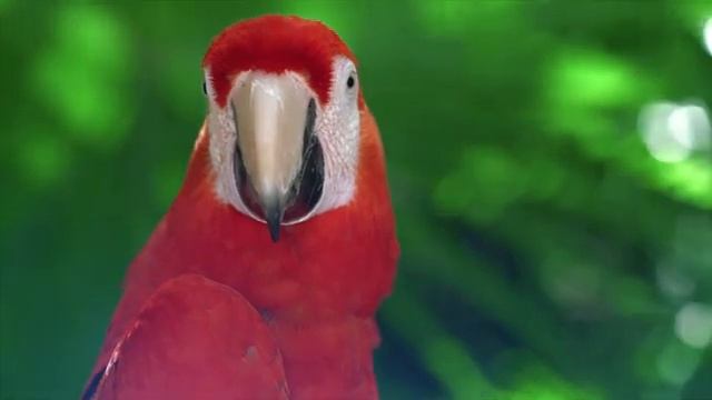 Unbelievable Results: Expert Made Music to Relax Your Parrot ? смотреть онлайн