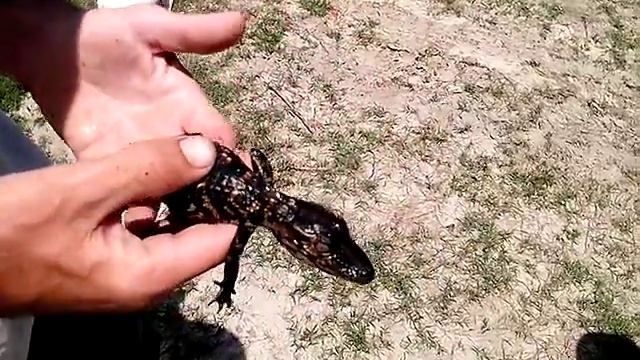 Baby Alligator детеныш аллигатора смотреть онлайн