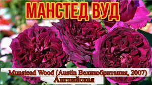 Роза Манстед Вуд - Munstead Wood (Austin Великобритания, 2007)