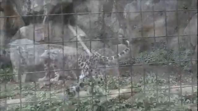 Snow leopards jumping and being awesome смотреть онлайн