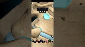 Соединения ребер с грудиной и между собой. Анатомия. Артрология