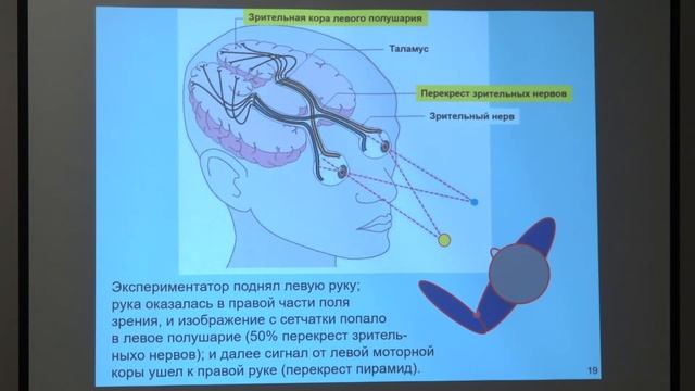Дубынин В. А. - Физиология потребностей - Зеркальный принцип работы мозга смотреть онлайн