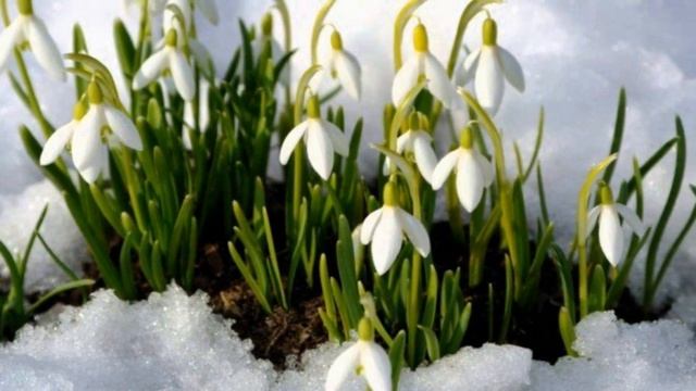 Подснежники смотреть онлайн