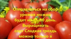Лучшие сорта томатов для теплиц. Средняя полоса и Подмосковье.