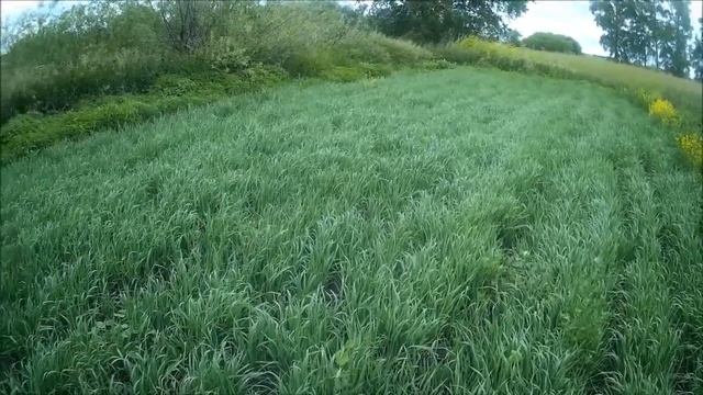 Посев овса под плуг по стерне. Заочное сравнение с посевами по обычной вспашке. Система Овсинского смотреть онлайн