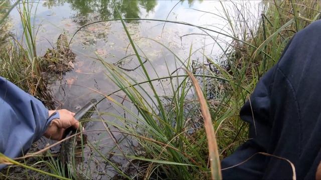 Рыбалка в Сибири. Ловля щуки на лягушку в Абакане. Сезон 2020. смотреть онлайн