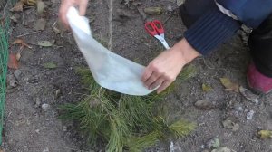 Дюк или черевишня ? Первая зимовка