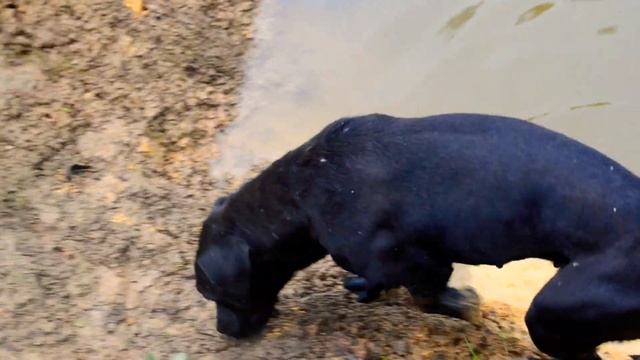 Послушка, улитки и паттердейл-терьеры. Patterdale Terrier Roxy And Esma