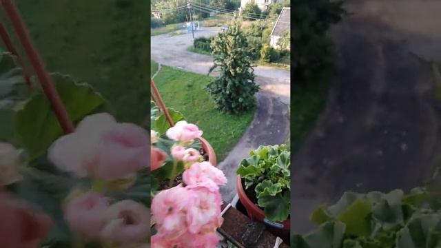 Пеларгония сорт Юг-Принцесса Грейс смотреть онлайн