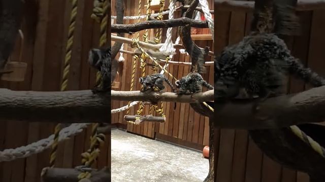 Прикольные обезьянки. Смешно передвигаются. #обезьяны #животные #смешныеживотные #animals #fun смотреть онлайн