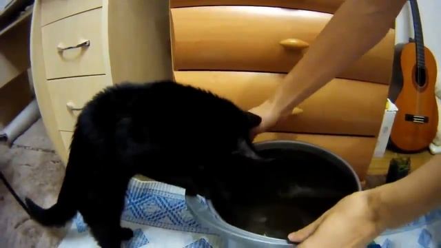 кот и аквариум смотреть онлайн