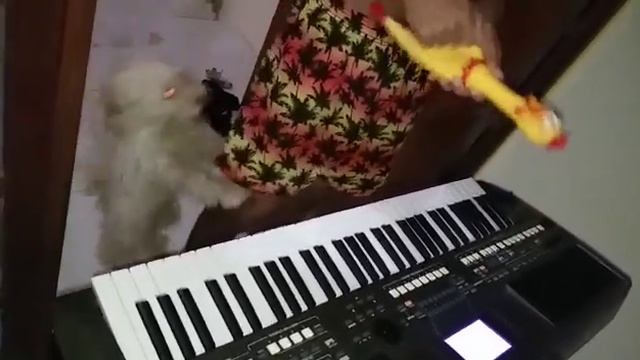 Solinho da galinha engasgada na pisadinha смотреть онлайн