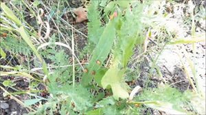 ✅ Клоп солдатик на вашем участке. Чем он опасен и как с ним бороться ?