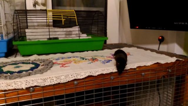 Ручная ласка мася) смотреть онлайн