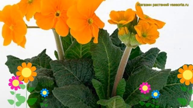 Примула высокая Инара Орандж. Краткий обзор, описание характеристик primula elatior inara orange смотреть онлайн