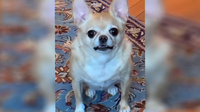 ПРОШЁЛ ВСЕ ИГРЫ ФНАФ! Five Nights At Freddy's и был в ШОКЕ! Мне понравилось... НО В КОНЦЕ... смотреть онлайн