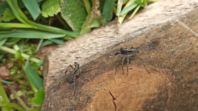Wolf Spiders Mating Dance смотреть онлайн