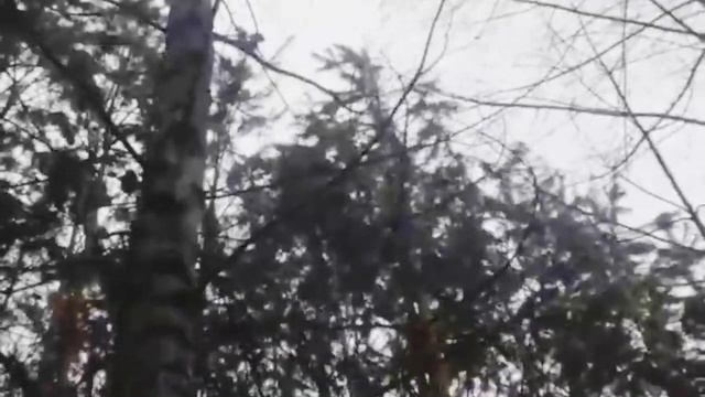 Тора от Лаймы и Соболя смотреть онлайн