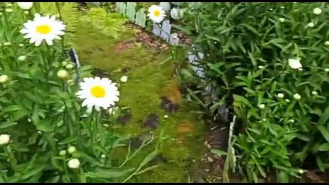 Ромашки в Дизайне Сада. смотреть онлайн