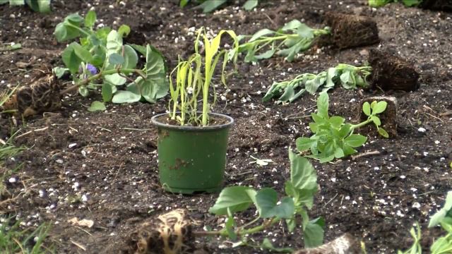 Petunia Pandemonium смотреть онлайн