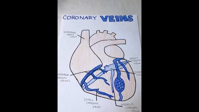 Student Review of Chapter 18 The Heart смотреть онлайн