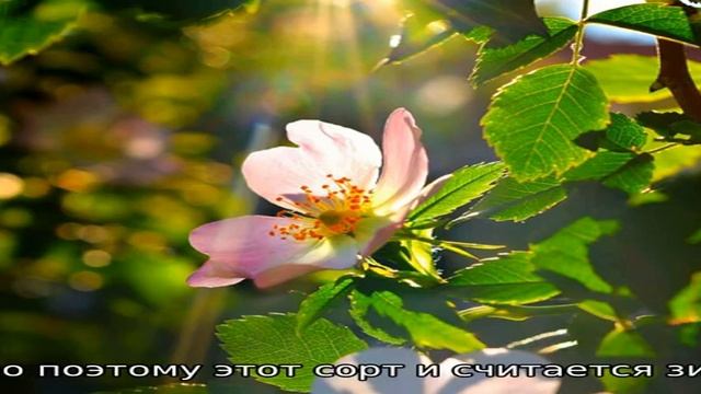 Яблоня Строевское смотреть онлайн