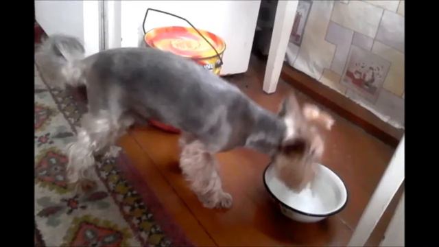 Собачка Лютик смешно пьет воду. смотреть онлайн