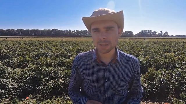 Перец Капитан F1 и Кадет F1: отзыв агронома хозяйства в Краснодарском крае смотреть онлайн